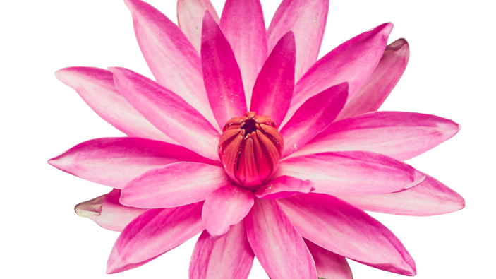 Google Ads try google ads pro consultation for 30 days